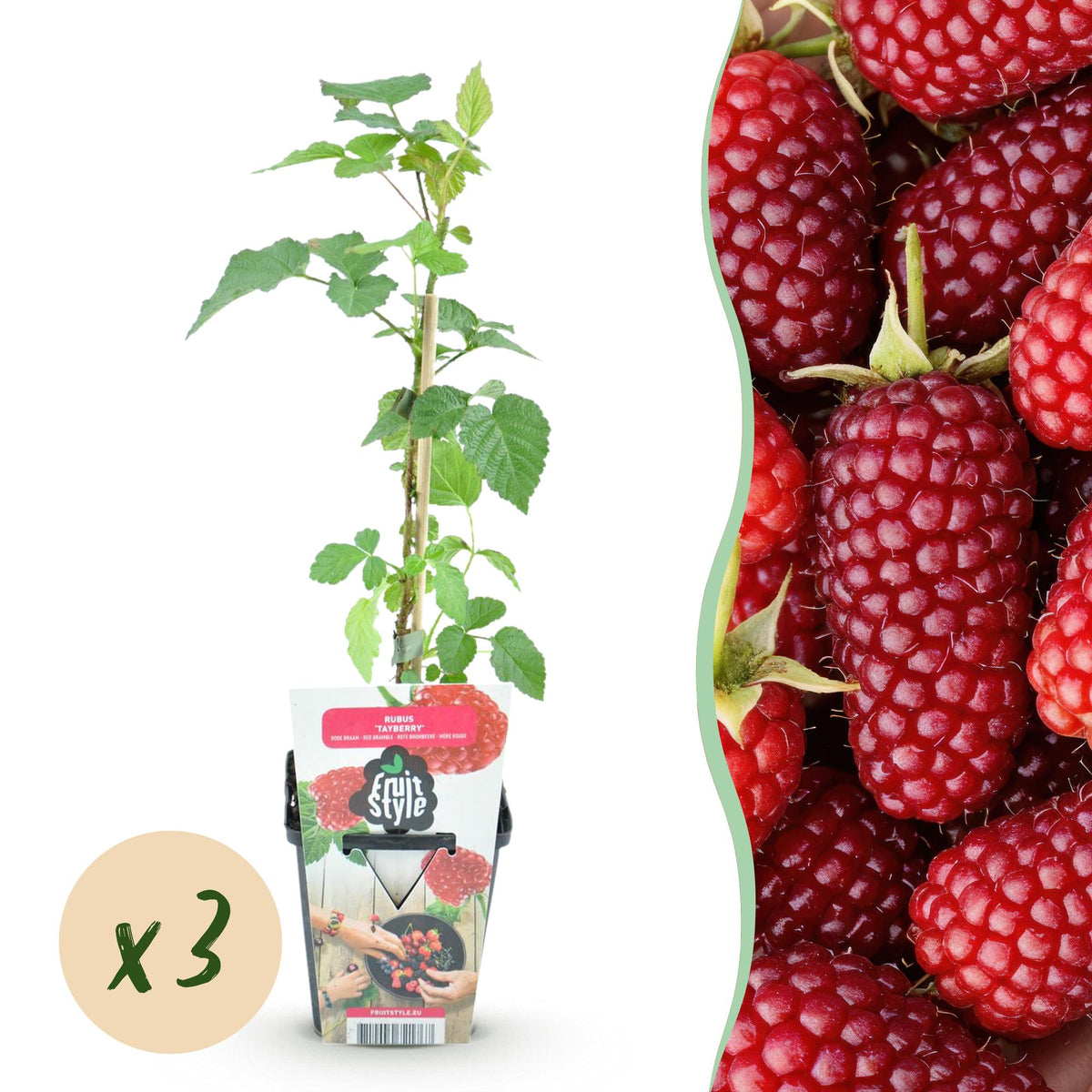Tayberre Rubus Tayberry winterhart 3 Pflanzen Ø9cm Höhe 30cm – Kreuzung aus Himbeere & Brombeere – Rote Beeren für Garten & Balkon 