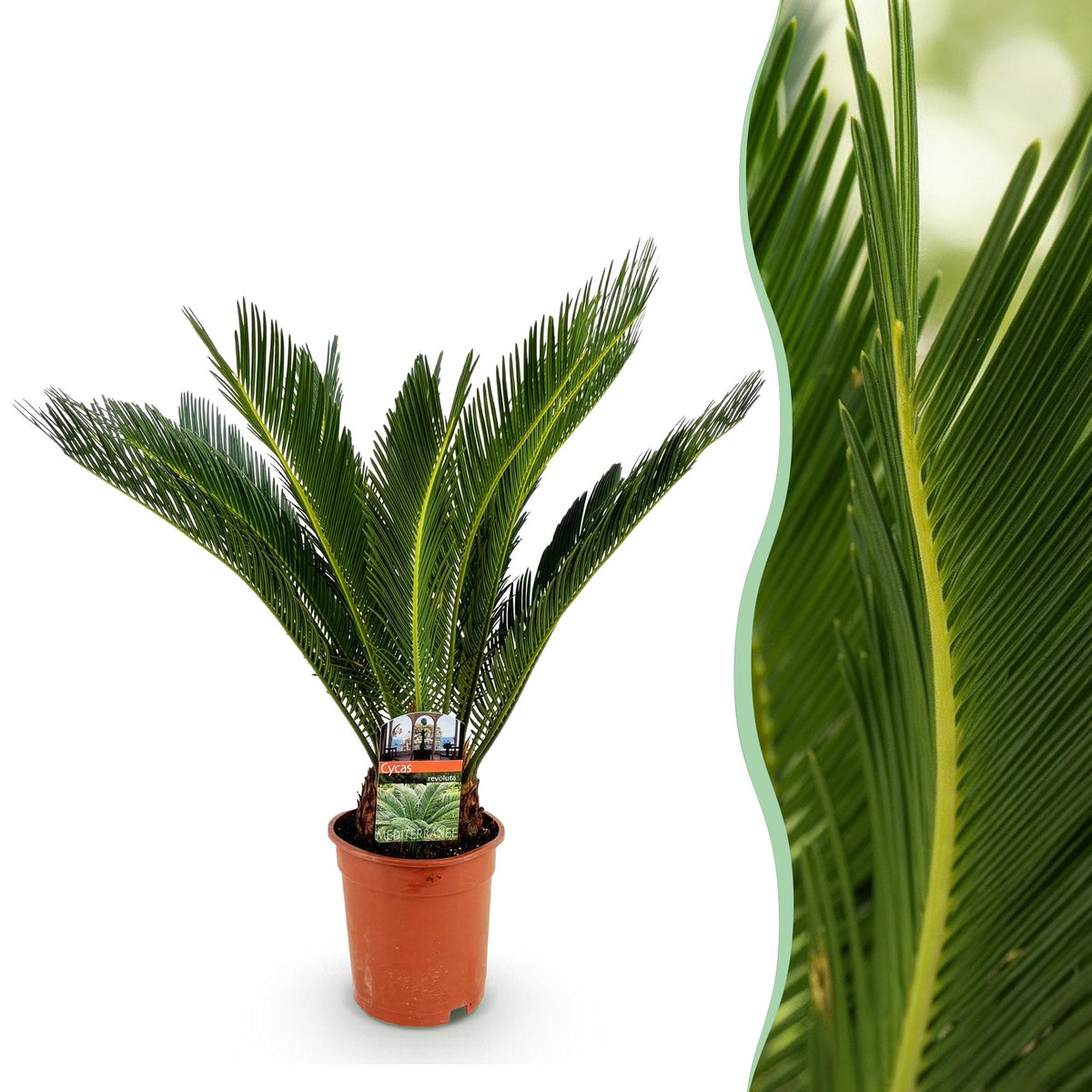 Cycas Revoluta – Palmfarn – 70cm – 17cm – Pflegeleichte Zimmerpflanze mit fiederförmigen Blättern – Robuste Sago-Palme für elegante Innenräume 