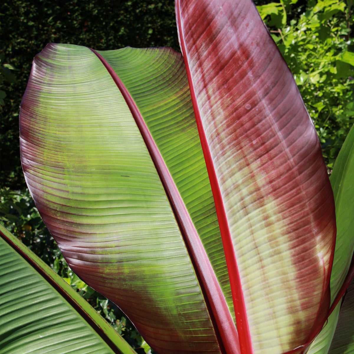 Green boutiQ - Obstpflanze - Musa ensete Maurelli - Bananenbaum - Winterhart - Rot-Grün - 1 Pflanzen - Topf 21cm - Höhe 70-90cm 