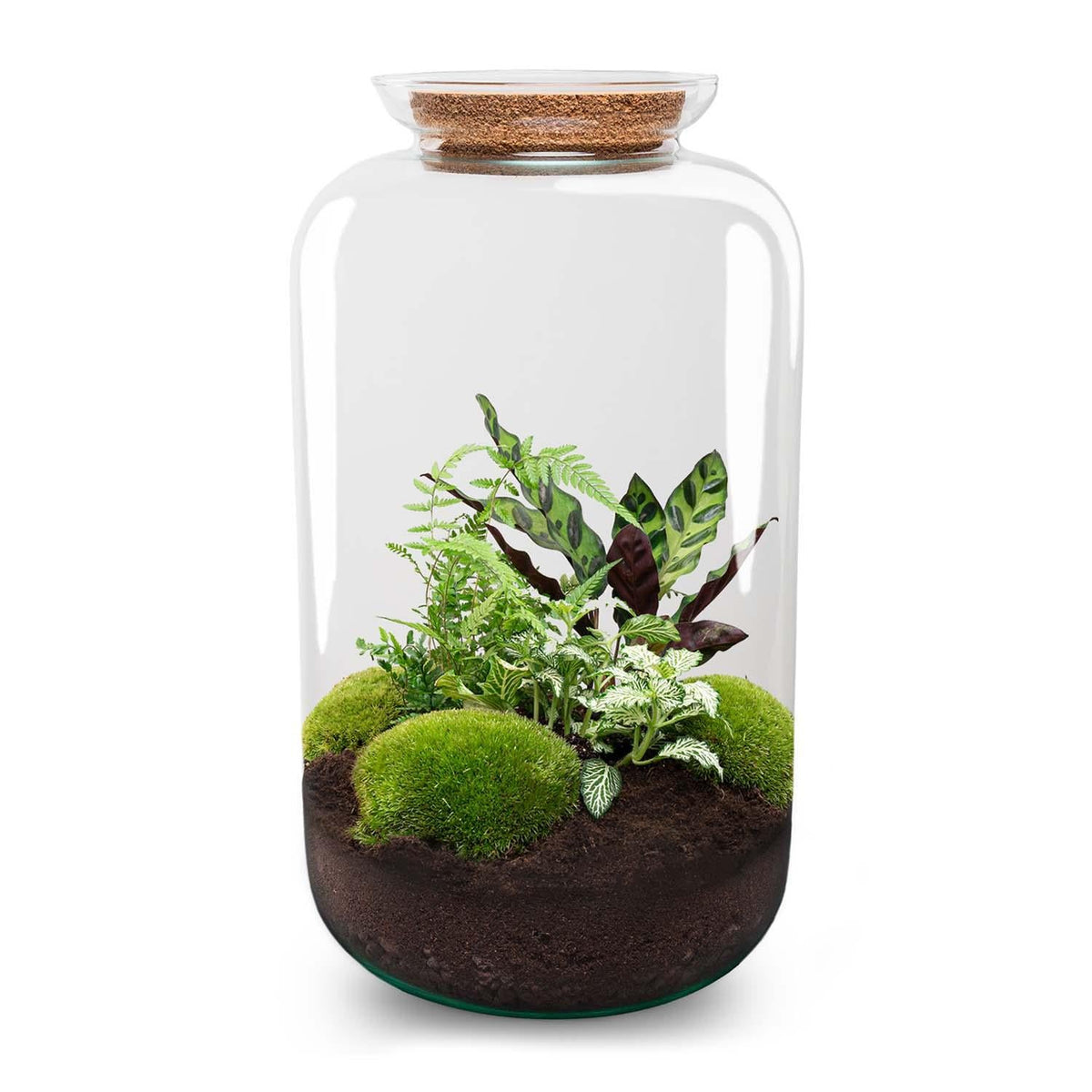 Flaschengarten Botanical Sven XL – DIY Bausatz Terrarium – ↕43cm – Do-It-Yourself Pflanzen-Set mit Korkdeckel – Autarkes Ökosystem – Inkl. Calathea, Fittonia & Moos – Für Zuhause & Büro 