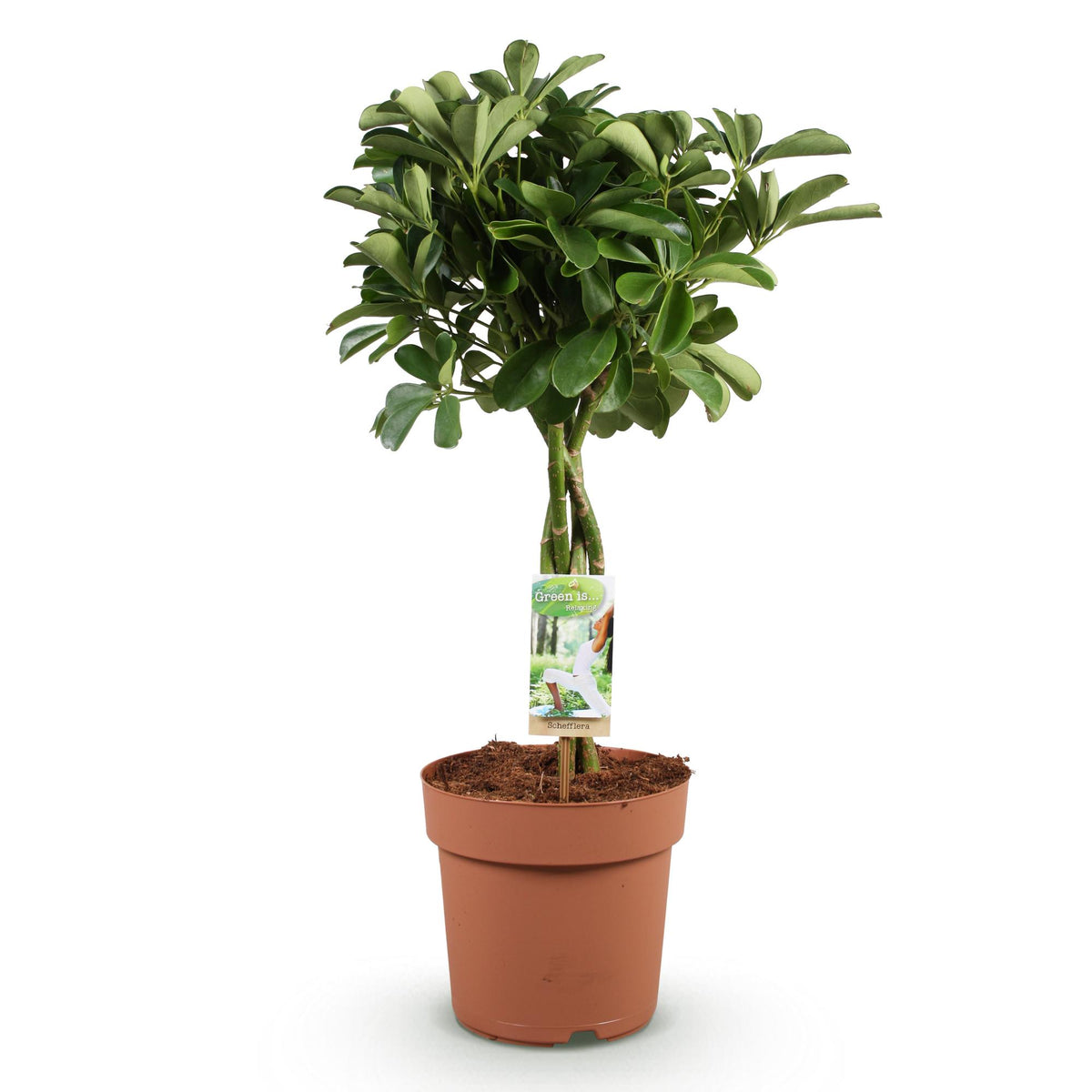 Green boutiQ - Zimmerpflanzen - Schefflera Nora - Fingerbaum - Wenig Pflege - Grün - 1 Pflanze - Topf 21cm - Höhe 70-82cm 