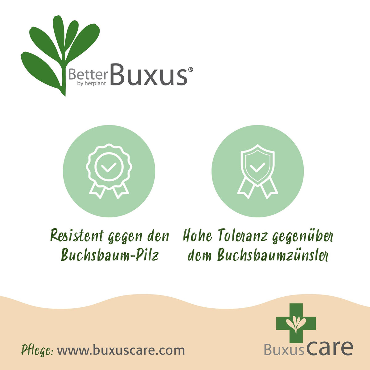 GreenboutiQ - Buxus Hecke - BetterBuxus Babylon Beauty - Resistenz gegen den Buxus-Schimmel - 6 Pflanzen - 1 laufender Meter - Topf 13cm Höhe 30-35 