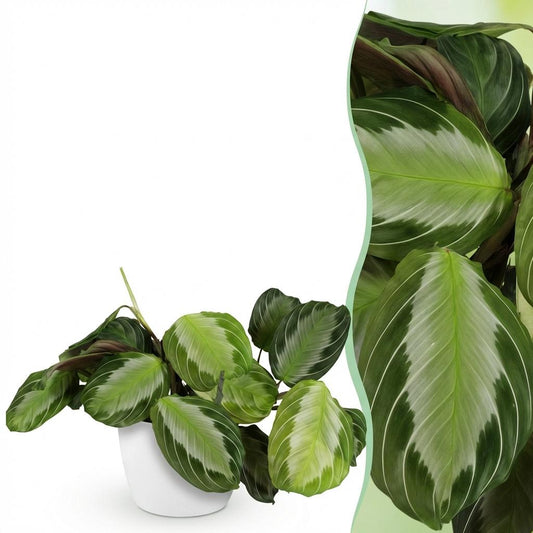 Green boutiQ - Zimmerpflanze - Maranta Fascinator Silverband - Gebetspflanze - Haustierfreundliche Pflanze - Grün - 1 Pflanze - mit Potter Weiß - Topf 12cm - Höhe 25cm 