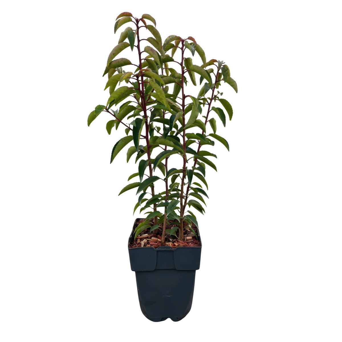 Chickasa-Pflaume – Prunus lusitanica Angustifolia – 6 Pflanzen – Heckenpflanze 1 m – Immergrün – Blatt grün – 17 cm – Höhe 50 cm – Perfekt für dichte Hecken & Sichtschutz 