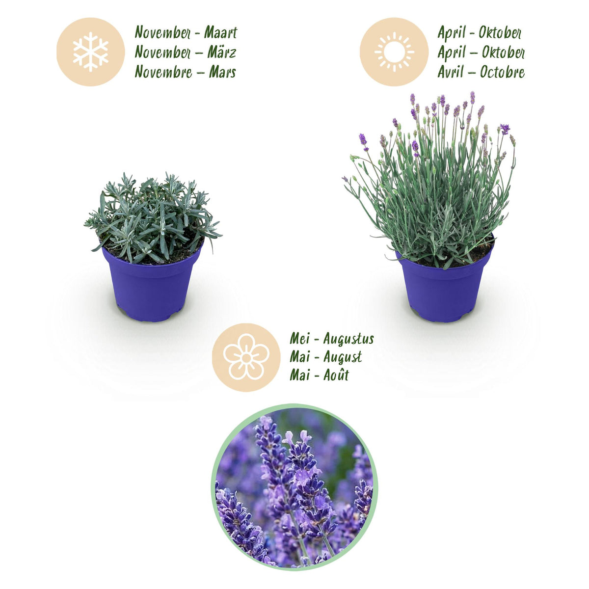 Green boutiQ - Gartenpflanze - Lavandula angustifolia Hidcote - Lavendel - Winterhart - Lila - 1 Pflanze - Topf 12cm - Höhe 15-25cm 