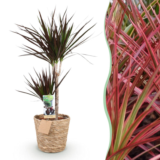 Green boutiQ - Zimmerpflanzen - Dracaena Magenta - Drachenblutbaum - Wenig Pflege - mit Korb - Rot - 1 Pflanze - Topf 21cm - Höhe 90-100cm 
