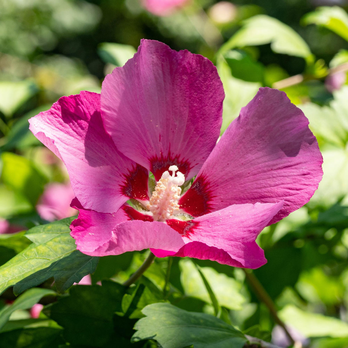 Garteneibisch Hibiscus syriacus Woodbridge – Strauch – Blüte Rosa – Laubabwerfend – Pflegeleicht – 17cm Höhe 45cm – Für Garten & Terrasse 