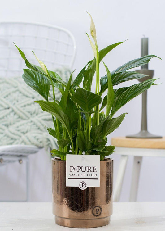 Spathiphyllum In P&PURE Juliette Ceramics Goldbronze - Ø12cm - ↕35cm 