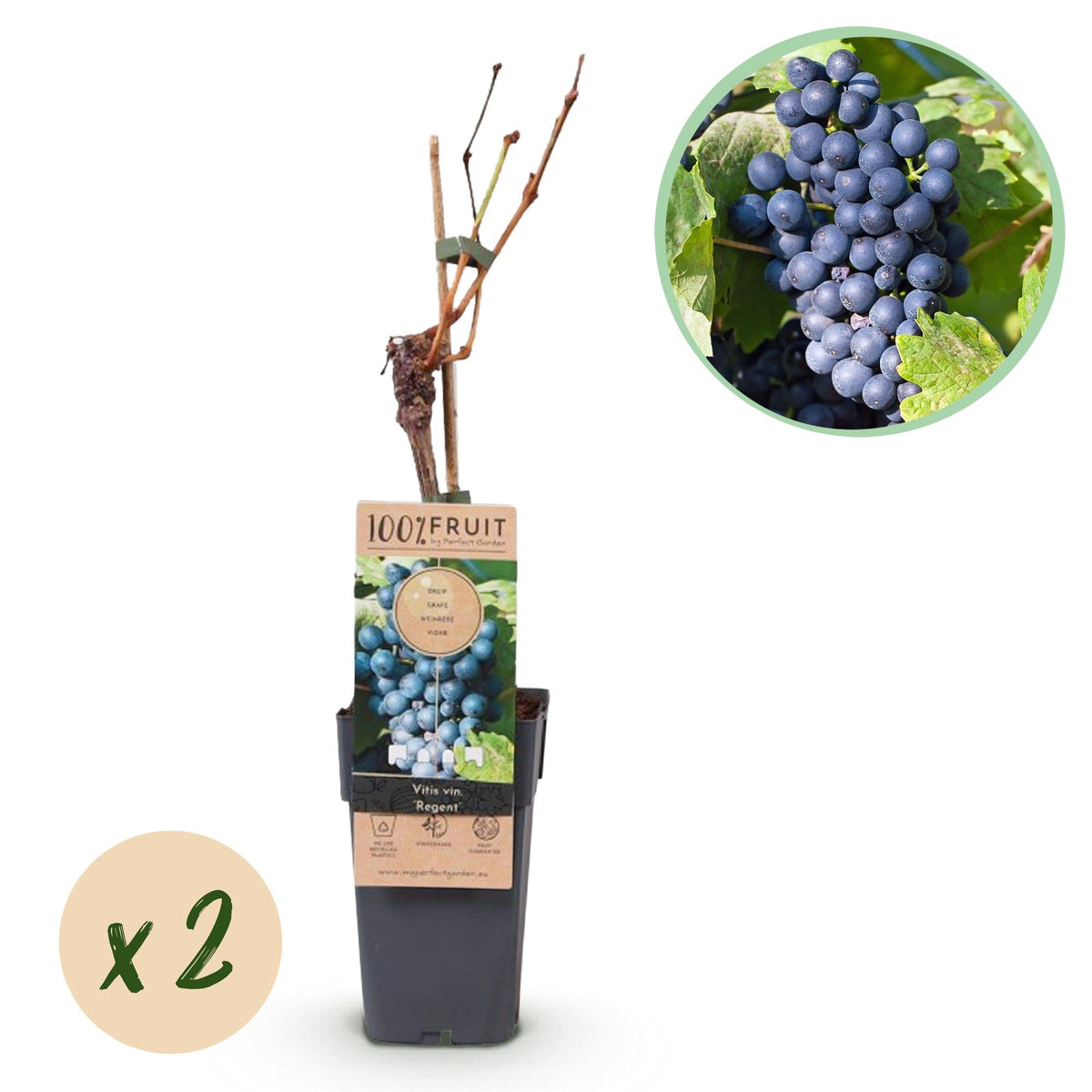 Weinrebe – Blaue Traube – Vitis vinifera Regent – Obstpflanze – 2 Pflanzen – 15cm – Höhe ca. 50cm 