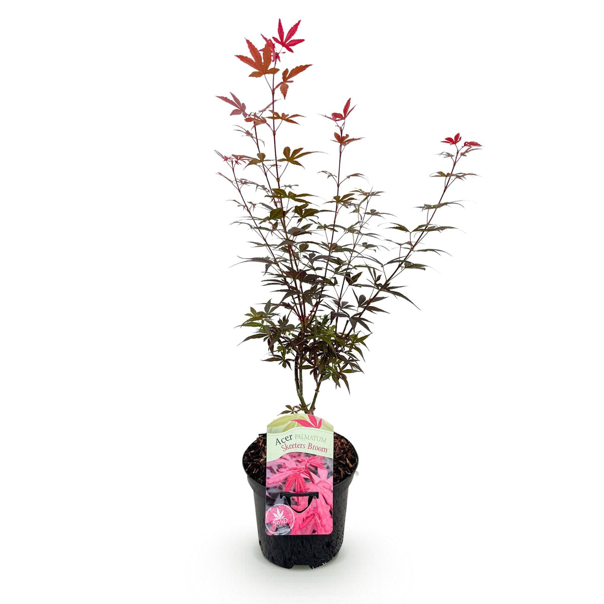 Japanischer Ahorn Acer palmatum 'Skeeter’s Broom' – Lila – Balkon- & Gartenpflanze – Ø19 cm – Ca. 70 cm hoch – Kompakter Zierahorn mit eindrucksvollem Farbspiel 