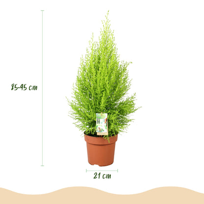 Green boutiQ - Zimmerpflanzen - Cupressus Gold Crest Wilma - Zimmerkoniferen - Wenig Pflege - Grün - 1 Pflanze - Topf 21cm - Höhe 85-95cm 