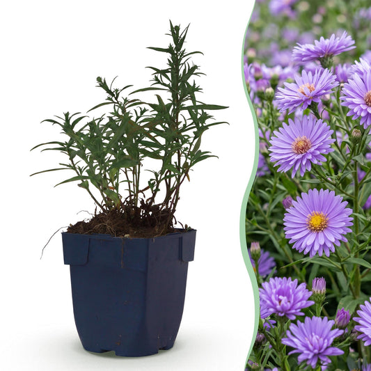 Strandaster – Aster dumosus 'Mediterranean' – Topf Ø11cm – Bienenfreundliche Staude für Garten & Balkon