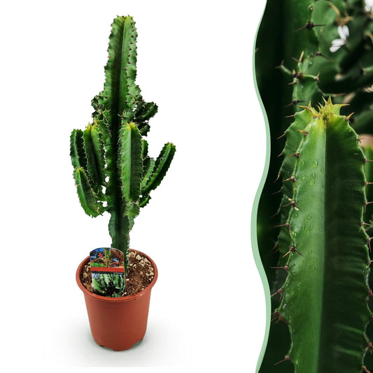 Green boutiQ - Zimmerpflanze - Euphorbia eritrea - Afrikanischer Milchbaum - Geringer Pflegeaufwand - Grün - 1 - Topf 17cm - Höhe 60cm 