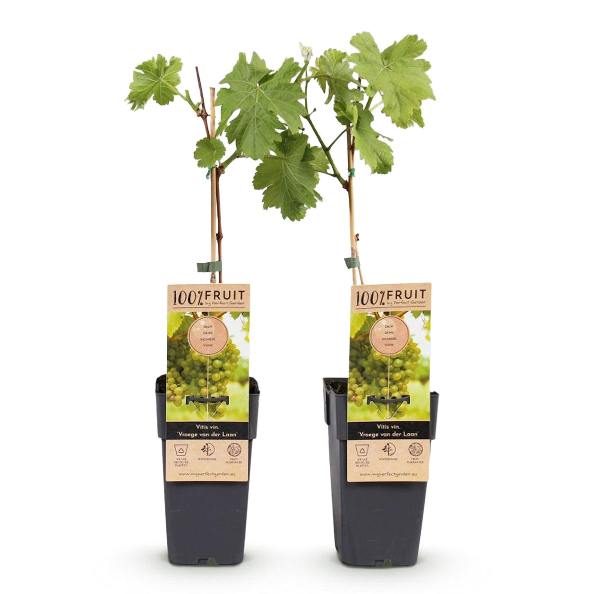 Weinrebe Vitis vinifera Frühzeit von der Laan – Weiße Traube – 2 Pflanzen – Obstpflanze – 15cm – Höhe 50cm 
