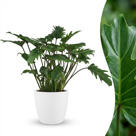 Philodendron Xanadu Zimmerpflanze 60cm – grüne Blattpflanze im Potter Weiß Übertopf Ø19cm – tief eingeschnittene Blätter – pflegeleicht, luftreinigend für Wohnung, Büro & helle Ecken 