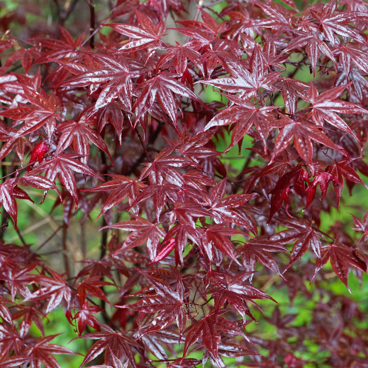 Japanischer Ahorn Acer palmatum Bloodgood – Balkonpflanze – Rot – Laubabwerfend – 19 cm – Ca. 70 cm hoch – Für Beet, Terrasse & Balkon – Auffällige Herbstfärbung 