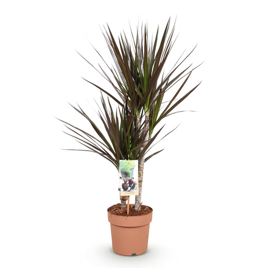 Green boutiQ - Zimmerpflanzen - Dracaena Magenta - Drachenblutbaum - Wenig Pflege - Rot - 1 Pflanze - Topf 17cm - Höhe 70-80cm 
