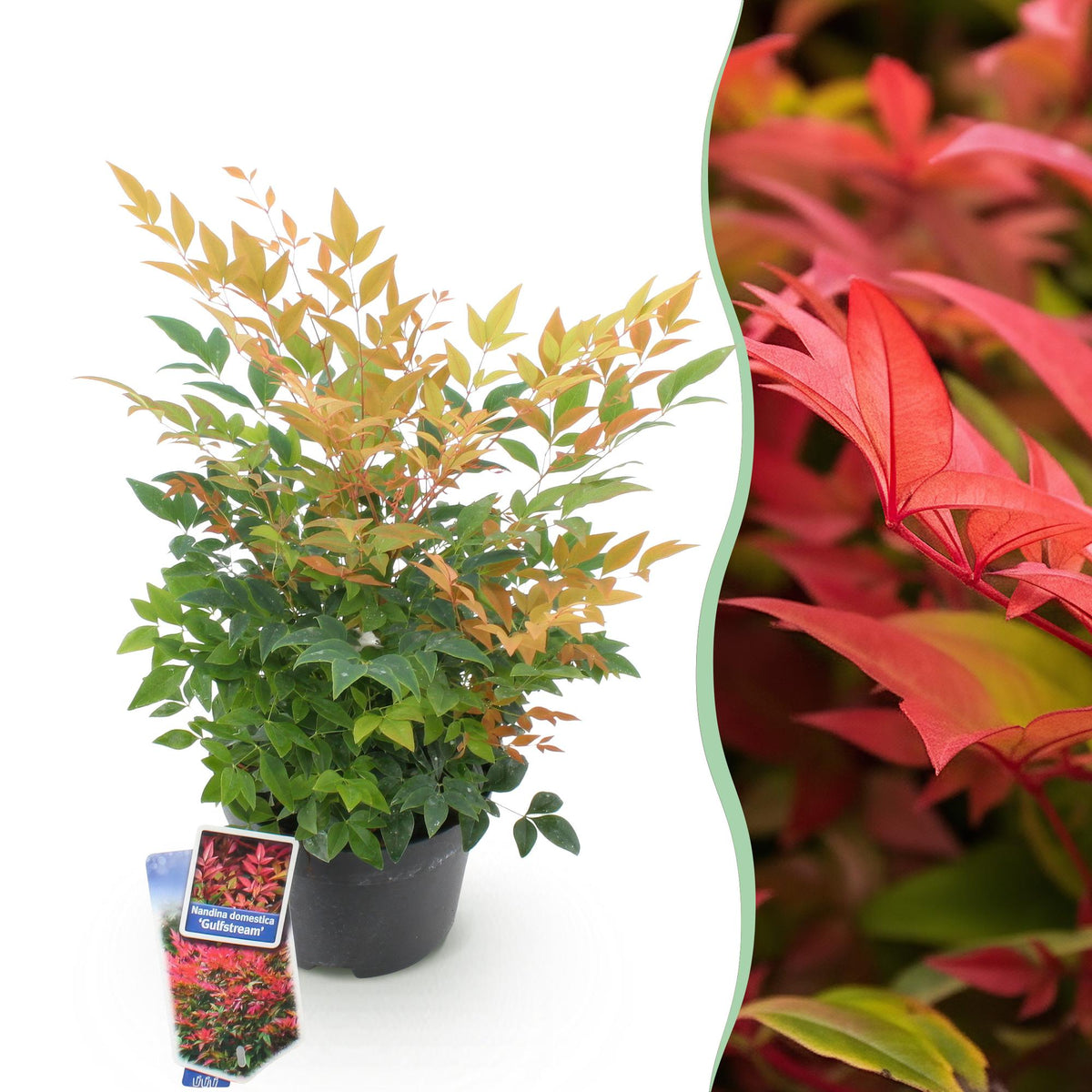 GreenboutiQ - Gartenpflanze - Nandina Gulfstream - Orange - 1 Pflanze - Immergrün - Pflegeleicht - Topf 17cm Höhe 45cm 