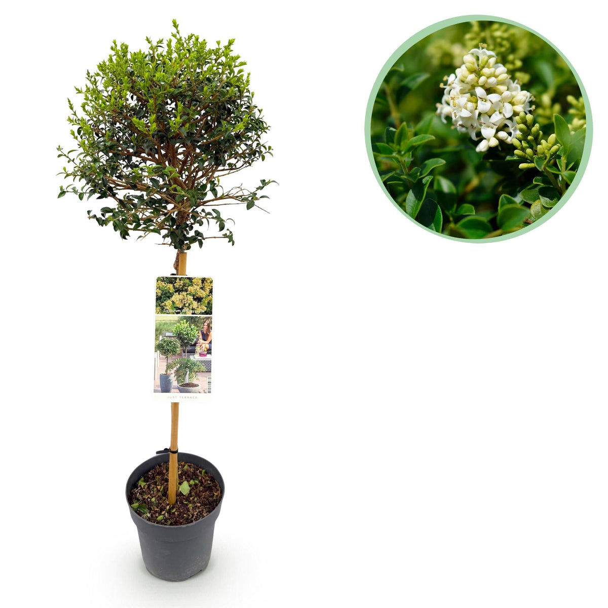 Ligustrum delavayanum Stamm-Pflanze – Immergrün – Pflegeleicht – Ø19 cm – Höhe ca. 90 cm – Sichtschutz & Stil für Terrasse & Balkon 