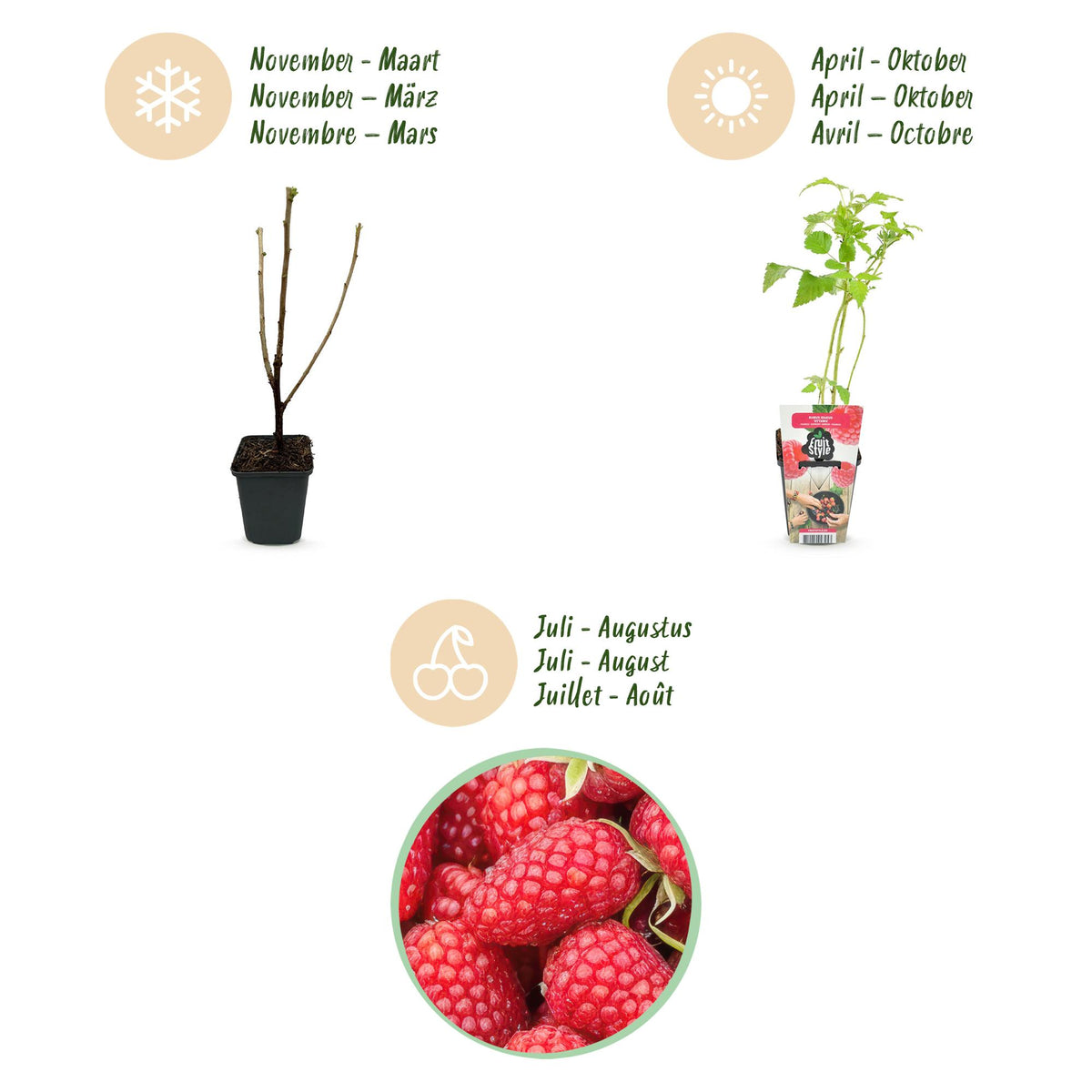 GreenboutiQ - Obstpflanzen - Himbeere - Rubus idaeus Heritage - Winterhart - 6 Pflanzen - Topf 9 cm - Rote Himbeere 