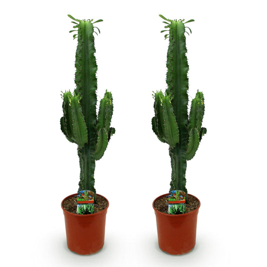 Green boutiQ - Zimmerpflanze - Euphorbia eritrea - Afrikanischer Milchbaum - Wenig Pflege - Grün - 2 - Topf 19cm - Höhe 70cm 