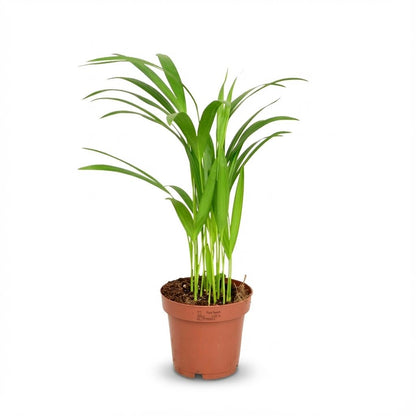 Areca Palme Areca Dypsis Lutescens Ø12cm Höhe40cm – Goldfruchtpalme mit gefiederten Blättern – Luftreinigende Zimmerpflanze für Wohnraum & Büro 