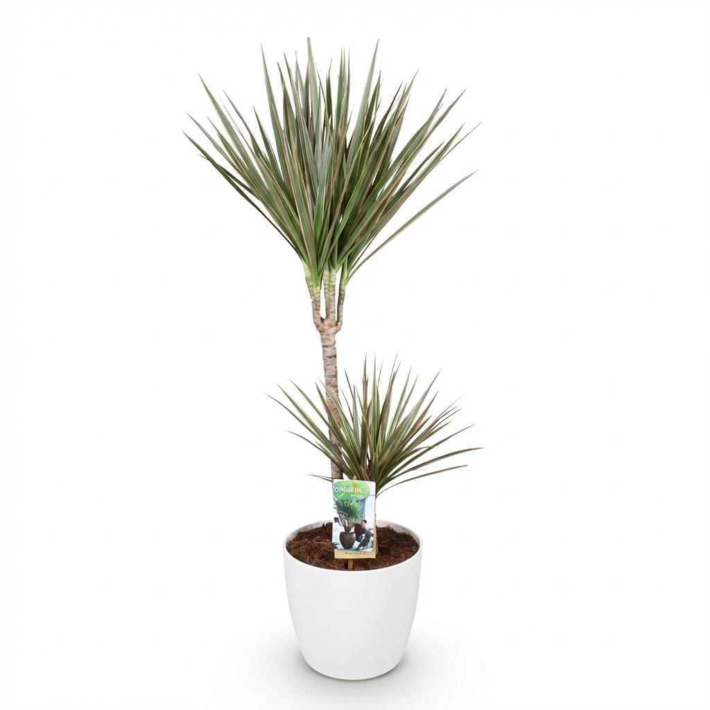 Green boutiQ - Zimmerpflanzen - Dracaena Marginata Bicolor - Drachenbaum - Pflegeleicht - Grün - Braun - 1 Pflanze - mit Potter Weiß - Topf 21cm - Höhe 90-100cm 