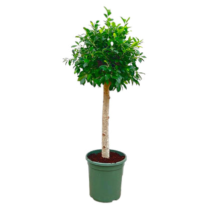 Ficus Nitida op stam - 150 cm - ø30 