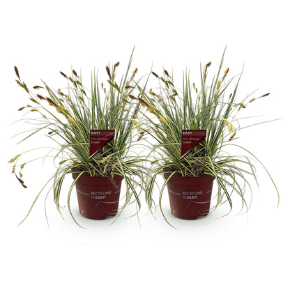 Ziergras Carex oshimensis 'Evergold' – Immergrün – 2 Pflanzen – Ø17 cm – Höhe 50 cm – Gelb-Grün gestreift – Pflegeleicht – Für Sonne & Schatten – Beet, Balkon & Kübel 