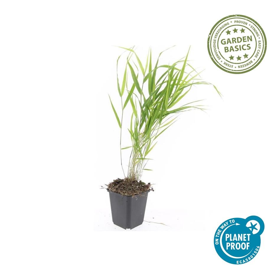 Japan-Zwergschilf Hakonechloa macra – ↕10-25cm – Ø9cm – 6 Pflanzen – Elegantes, winterhartes Ziergras für schattige Gärten – Bodendecker & Gartendekoration 