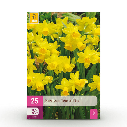 GreenboutiQ - Blumenzwiebeln - Narzisse Tete-A-Tete - Farbe Gelb - 25 Stück - Zwiebelgröße 10/11 - XXL Pack 