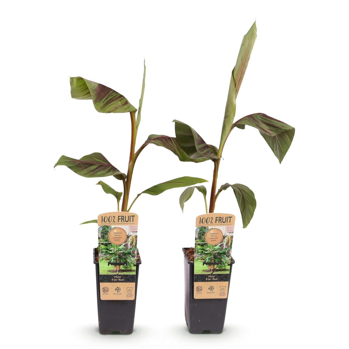 Bananenpflanze – Japanische Faserbanane – Musa Ever Red – Obstpflanze – Winterhart – 2 Pflanzen – 15cm – Höhe ca. 50cm 
