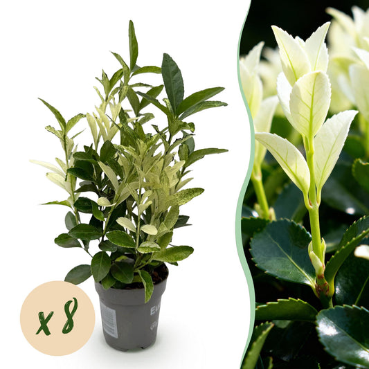 GreenboutiQ - Heckenpflanzen - Euonymus japonica Paloma Blanca - Blatt Grün und Weiß - 8 Pflanzen - 1 Laufender Meter - Immergrün - Topf 9cm Höhe 30-35cm 