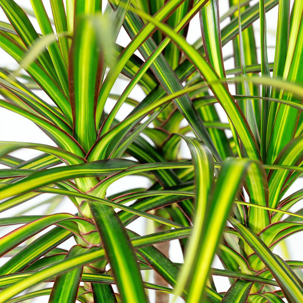 Green boutiQ - Zimmerpflanzen - Dracaena Sunray - Drachenbaum - Wenig Pflege - mit Korb - Grün - Gelb - 1 Pflanze - Topf 17cm - Höhe 70-75cm 