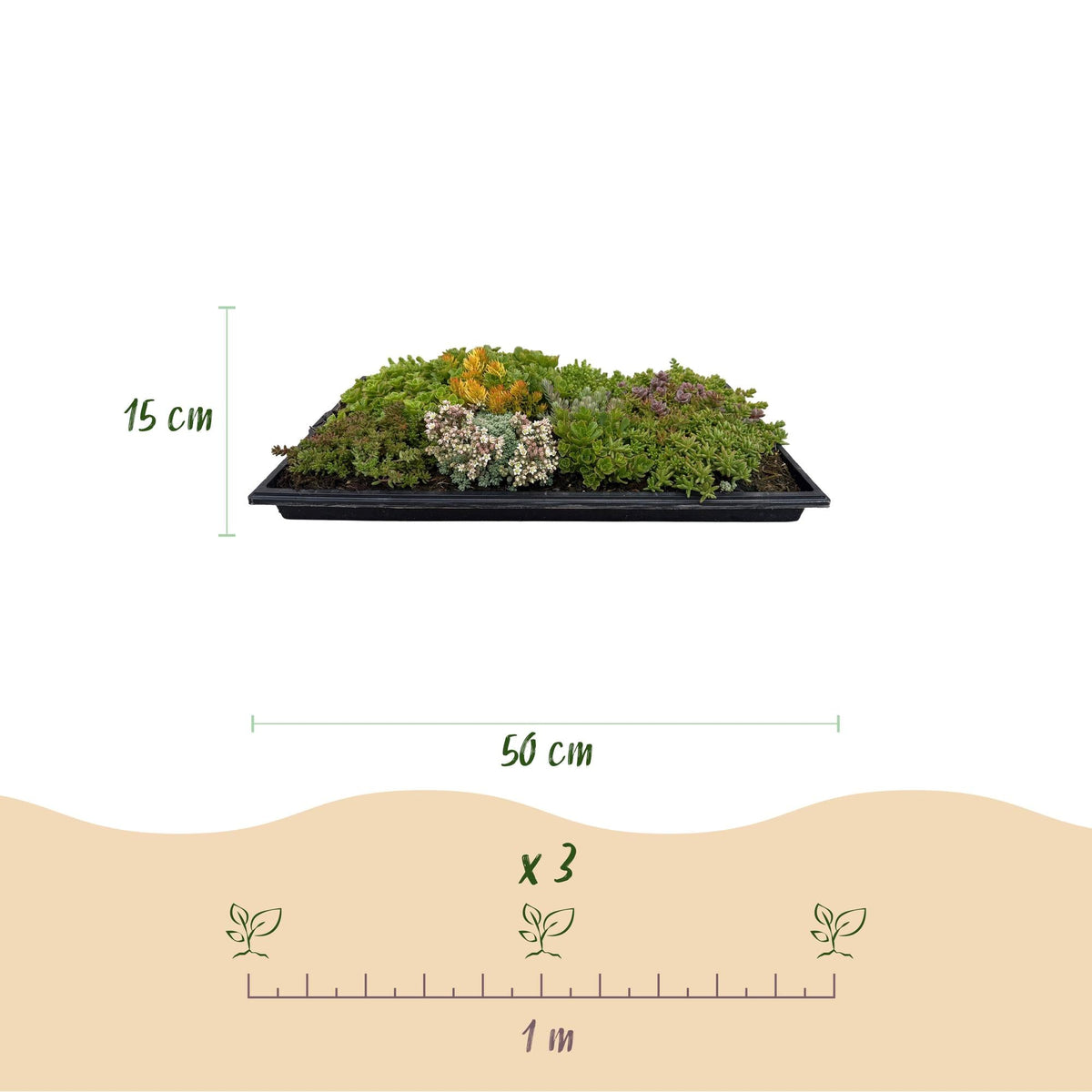 GreenboutiQ - Bodendecker - Winterhart - Sedummatte - Besteht aus 10 Sorten - X2 - Wenig Pflege - Länge 50cm Breite 30cm 