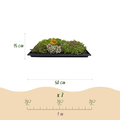 GreenboutiQ - Bodendecker - Winterhart - Sedummatte - Besteht aus 10 Sorten - X2 - Wenig Pflege - Länge 50cm Breite 30cm 