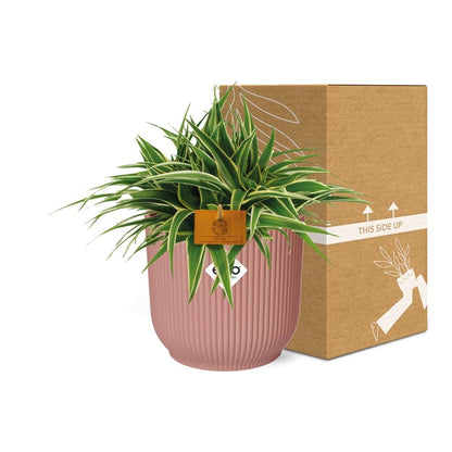 Grünlilie - Chlorophytum Ocean - Zimmerpflanze - 15cm in TopfVibes Fold 16cm Delicate pink 
