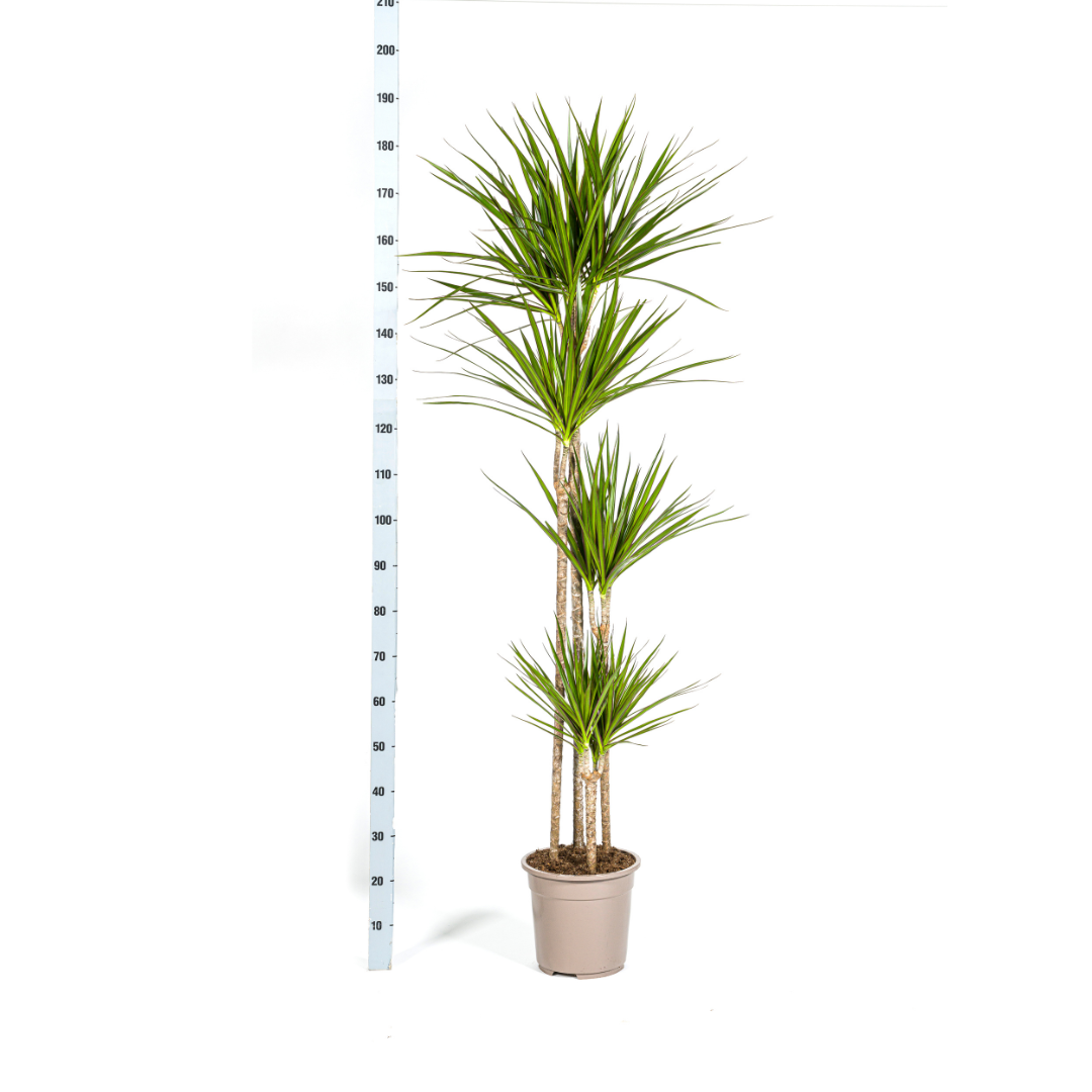 Drachenbaum Dracaena Marginata Green – Große Zimmerpflanze – Ø27 cm – 170-190 cm hoch – Schlanke dunkelgrüne Blätter – Moderner Urban Jungle Klassiker 