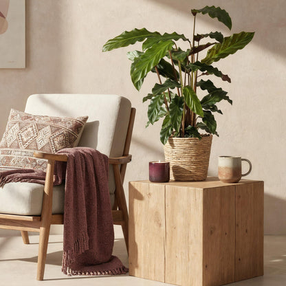 Samt-Korbmarante Calathea rufibarba im Naturkorb, Topf Ø17cm – Ansicht 4