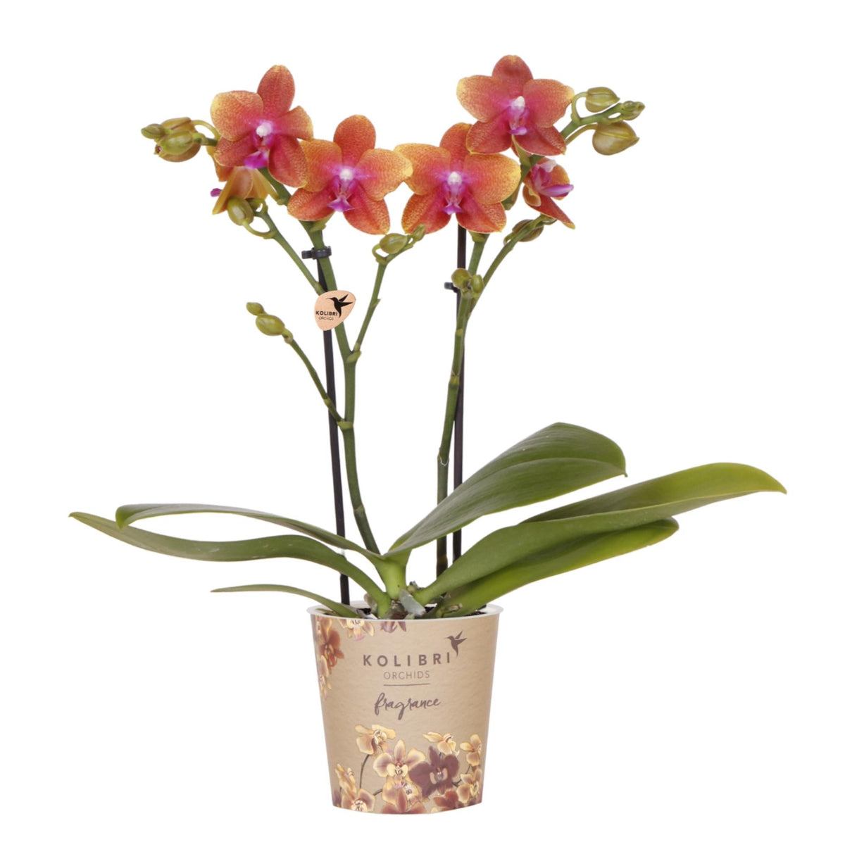 Duftende Phalaenopsis-Orchidee Fragrance – Orange – Ø9cm Topf – Blühende Zimmerpflanze mit Duft – Frisch vom Züchter – Für helle Innenräume 