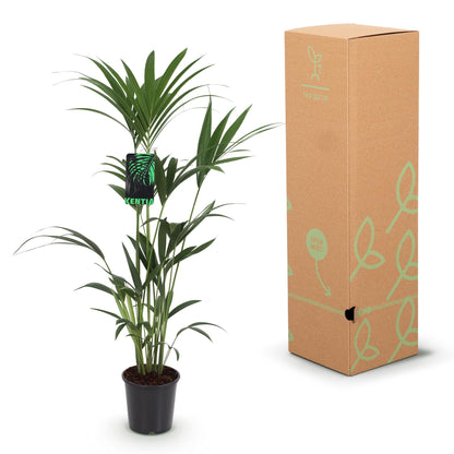 Howea Forsteriana – Kentia-Palme – 120–130cm – 21cm – Pflegeleichte Zimmerpalme mit eleganten Wedeln – Robuste, luftreinigende Grünpflanze für moderne Innenräume 