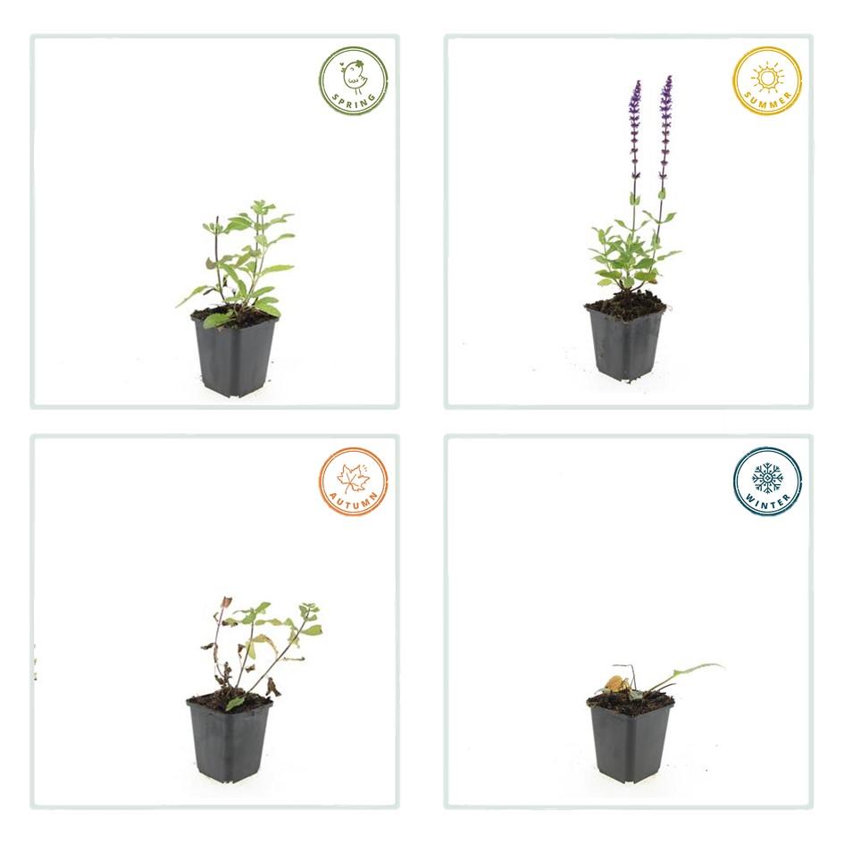 Blüten Salbei Salvia nemorosa Caradonna – ↕10-25cm – Ø9cm – Tiefviolett – Bienenfreundlich – Pflegeleicht – Ansicht 32