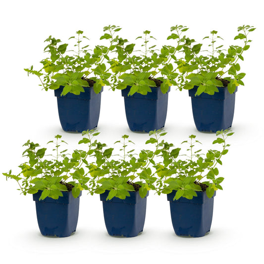 Katzenminze – Nepeta faassenii – Topf Ø11cm – Bienenfreundliche Staude für Garten & Balkon – Ansicht 2