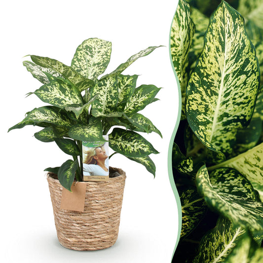 Green boutiQ - Zimmerpflanzen - Diefenbachia Compacta - Dieffenbachia - Wenig Pflege - mit Korb - Bunt - 1 Pflanze - Topf 17cm - Höhe 45-50cm 