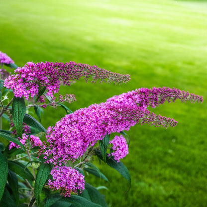 Schmetterlingsstrauch Buddleja davidii Pink Delight – Rosa Blüten – Schmetterlingsfreundlich – Laubabwerfend – 17 cm x H25 cm – Pflegeleicht 