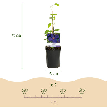 Kletterpflanze Clematis Jackmanii – Tiefviolette Blüten – Wenig Pflege – 2 Pflanzen – 11 cm Höhe 40 cm – Für Garten, Balkon & Pergolen 