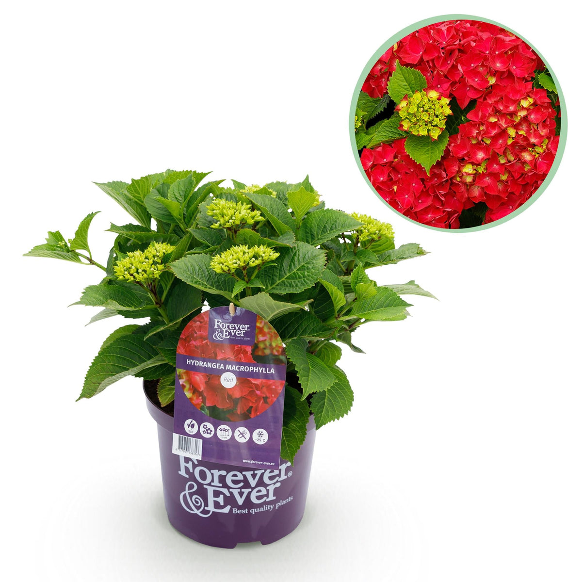 Hortensie Forever & Ever – Hydrangea macrophylla – Rot – Balkonpflanze – 7–12 Blüten – Im 23 cm Topf – Ca. 55 cm hoch – Für Terrasse, Balkon & Beet – Langanhaltende Blüte – Pflegeleicht 