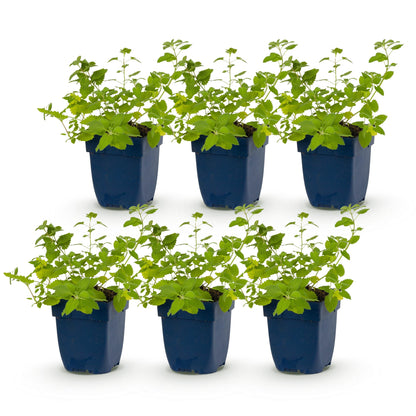 Katzenminze 'Six Hills Giant' – Nepeta faassenii 'Six Hills Giant' – Topf Ø11cm – Ansicht 2