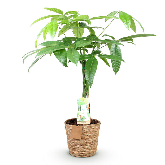 Green boutiQ - Zimmerpflanzen - Geflochtener Stamm Pachira Aquatica - Geldbaum - Wenig Pflege - mit Korb - Grün - 1 Pflanze - Topf 17cm - Höhe 60-70cm 