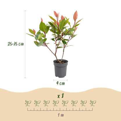 Glanzmispel (kompakt) 'Little Red Robin' – Photinia fraseri 'Little Red Robin' – 40 Heckenpflanzen – Ansicht 4